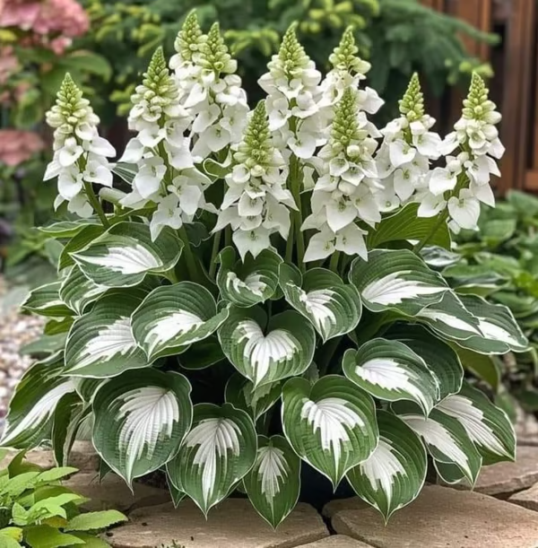 Leafora – Premium Hosta Seeds for Shaded Spaces