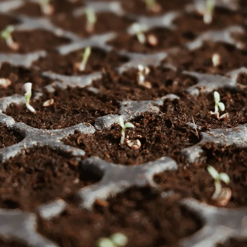 CocoBloom – Natural Coconut Coir Bricks for Plants