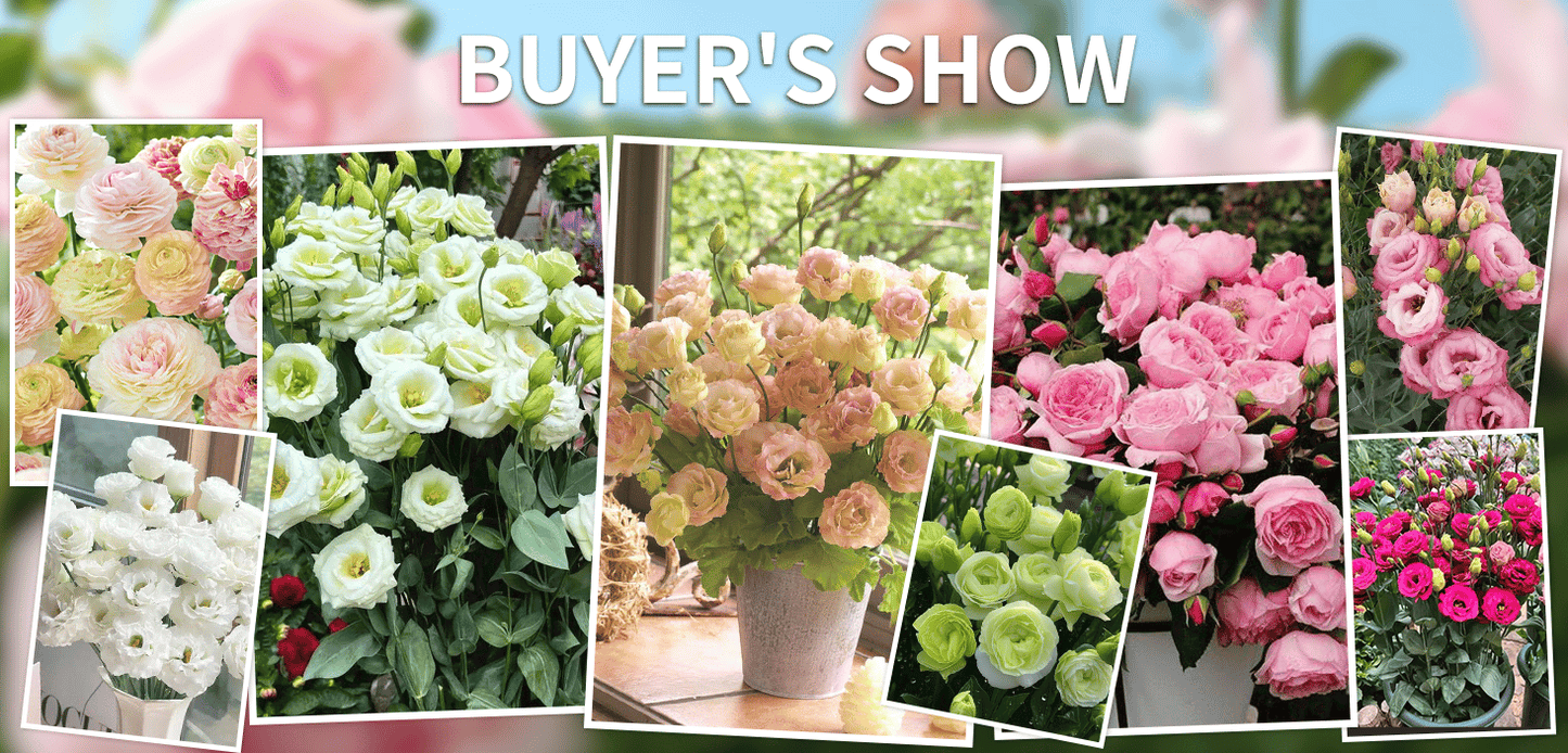BloomRidge – Hardy Perennial Lisianthus Seeds