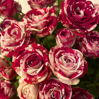 RoseLuxe – Rare Twin Red White Rose Flower Seeds