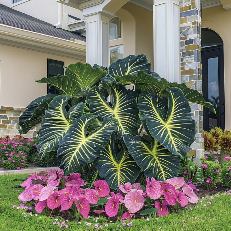 ColorBloom – Giant Multi-Color Caladiums Bulbs