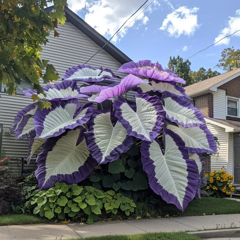 ColorBloom – Giant Multi-Color Caladiums Bulbs