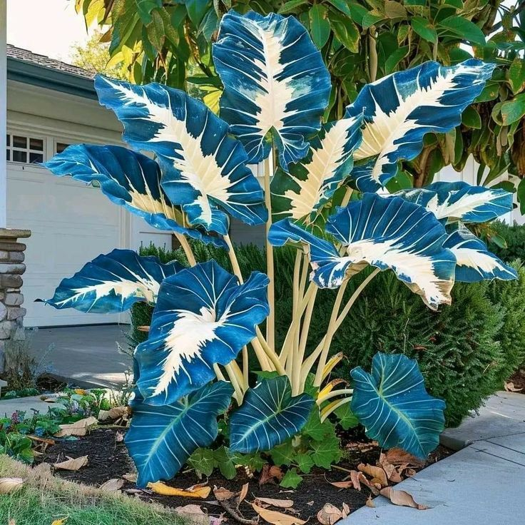ScentedBliss - Long-Blooming Lily Bulbs