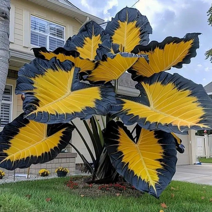 ColorBloom – Giant Multi-Color Caladiums Bulbs