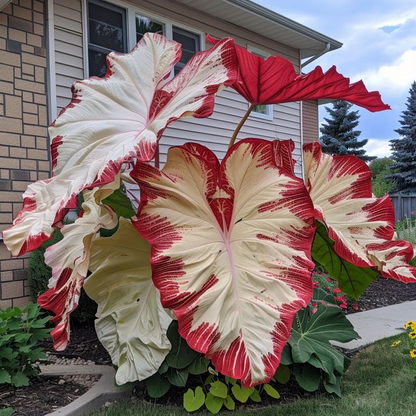 ColorBloom – Giant Multi-Color Caladiums Bulbs