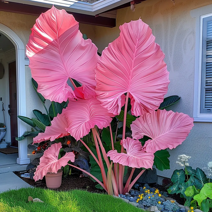 ColorBloom – Giant Multi-Color Caladiums Bulbs