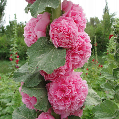 BloomMajesty – Premium Double Hollyhock Seeds