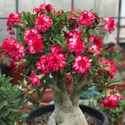 SunRose Garden – Desert Bloom Seeds