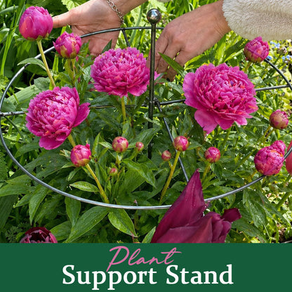 PlantPulse – Stem Stability Support Cage