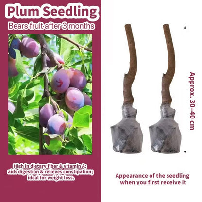 PureHarvest – Heirloom Non-GMO Grafted Plum Tree Sapling
