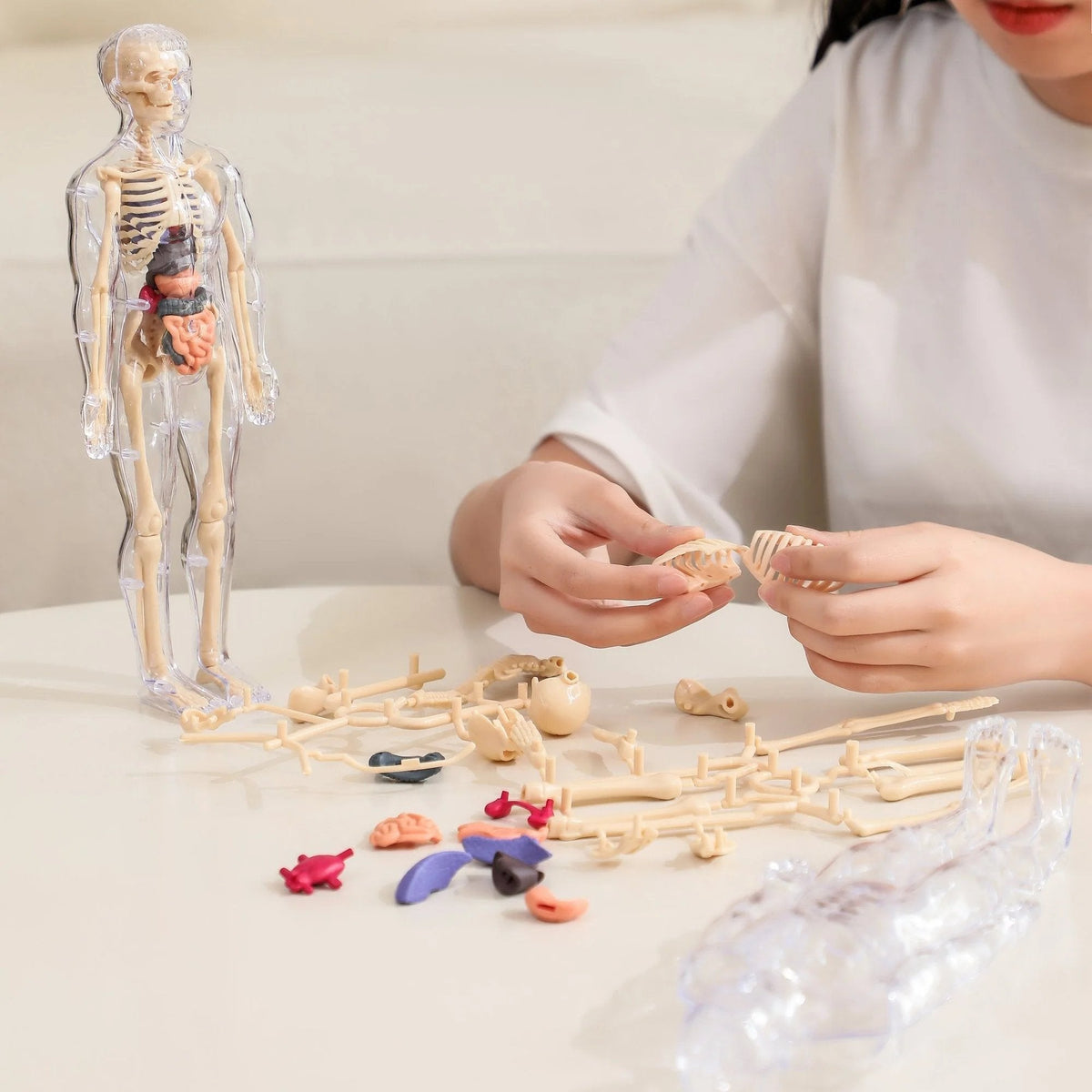 SmartSkeleton – Fun Stem Anatomy Model for Kids