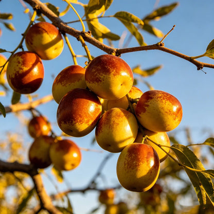 HarvestBloom – Jujube Tree Starter Kit