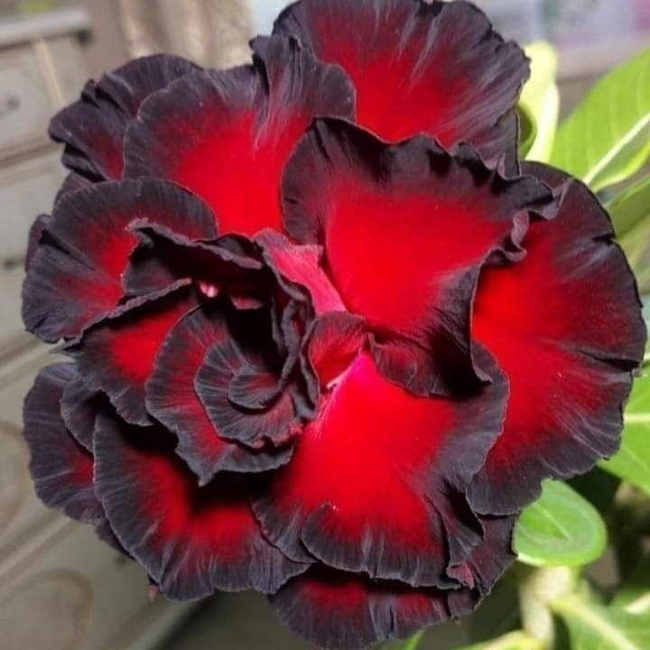 SunRose Garden – Desert Bloom Seeds