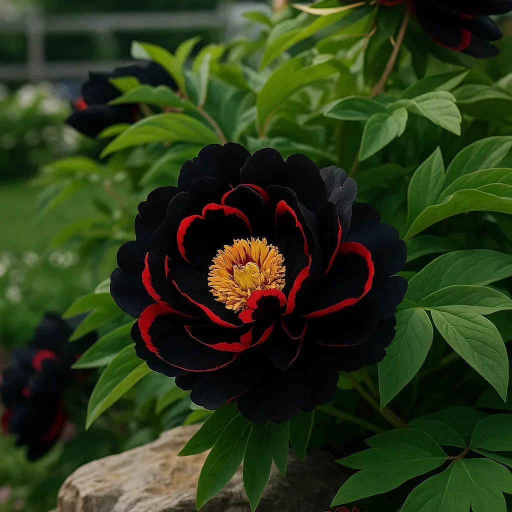 RoyalPetal – Luxury Garden Peonies