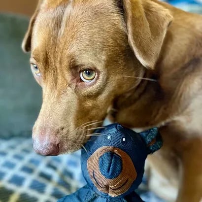 BearTough - Durable Chew Toy