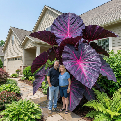 ColorBloom – Giant Multi-Color Caladiums Bulbs