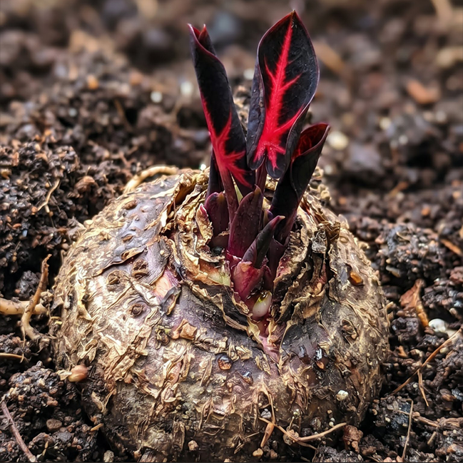 ColorBloom – Giant Multi-Color Caladiums Bulbs