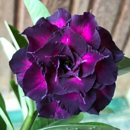 SunRose Garden – Desert Bloom Seeds