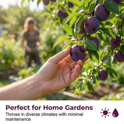PureHarvest – Heirloom Non-GMO Grafted Plum Tree Sapling