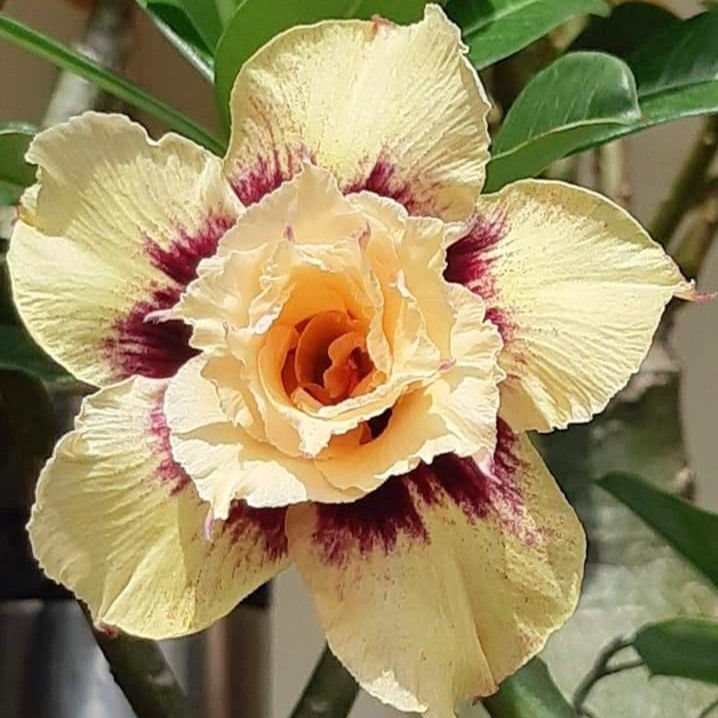SunRose Garden – Desert Bloom Seeds