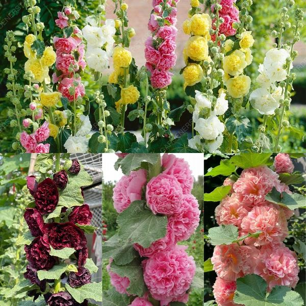 BloomMajesty – Premium Double Hollyhock Seeds