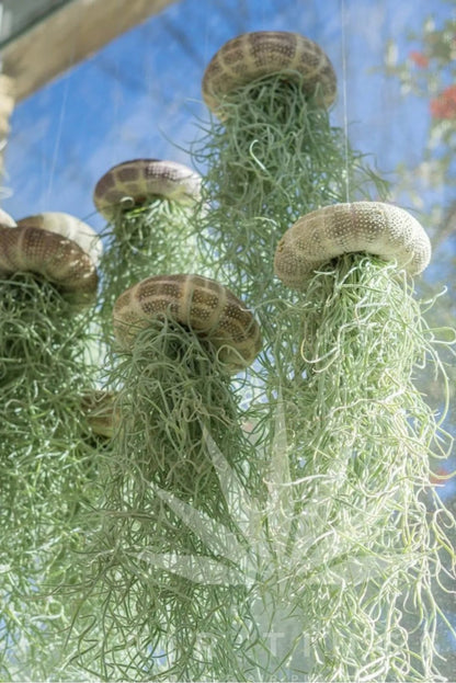 AquaBloom – Hanging Air Plant Jellyfish