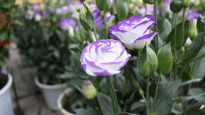 GardenMuse – Elegant Multi-Color Flower Seeds