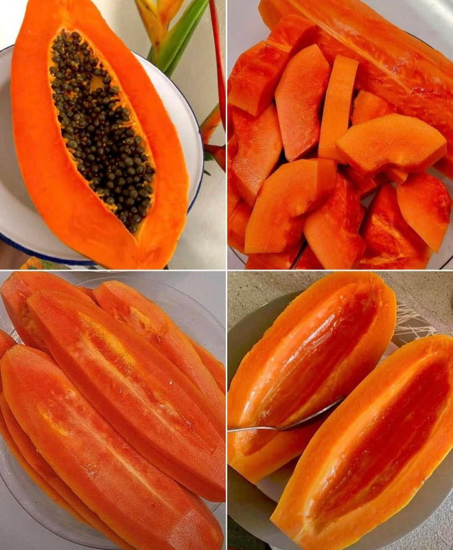 DragonHarvest – Rare Dragon Claw Papaya Seedlings