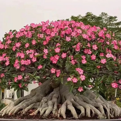FloraOasis – Premium Desert Rose Plant Seeds