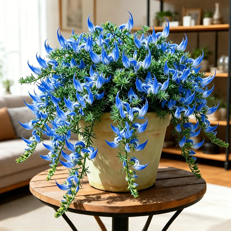 ParrotBloom – Rare Parrot Beak Spider Plant