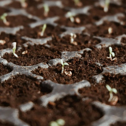 NatureSprout – Organic Coconut Coir for Lush Gardens