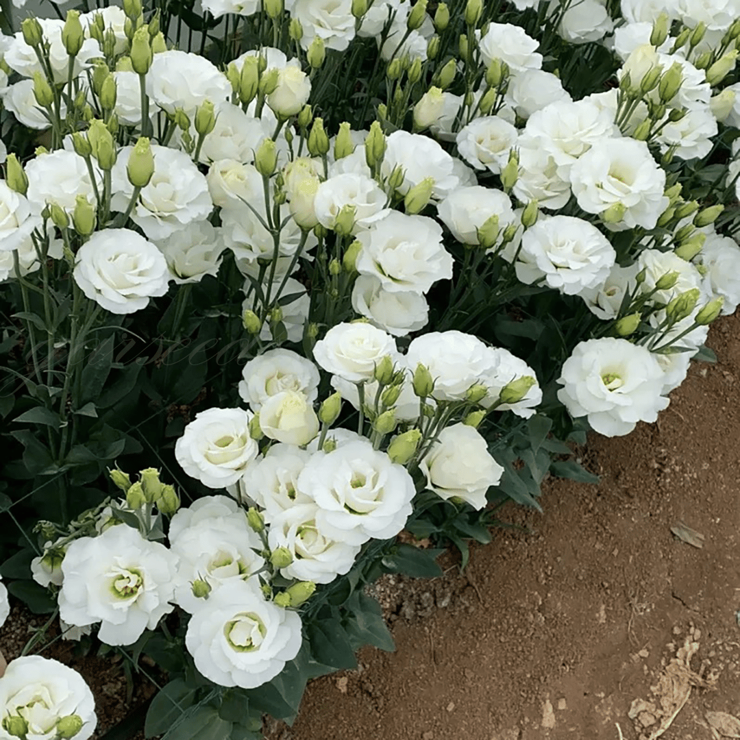 BloomRidge – Hardy Perennial Lisianthus Seeds