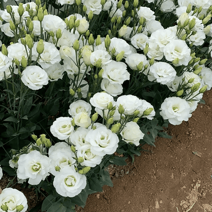 BloomRidge – Hardy Perennial Lisianthus Seeds