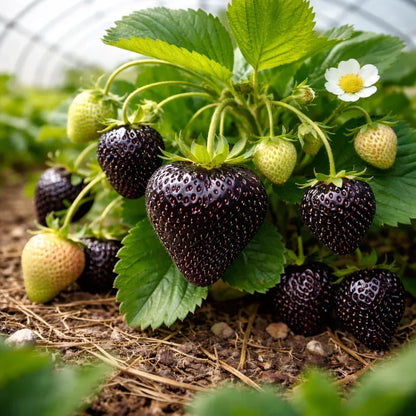 GardenCore – Rare Black Strawberry Seeds