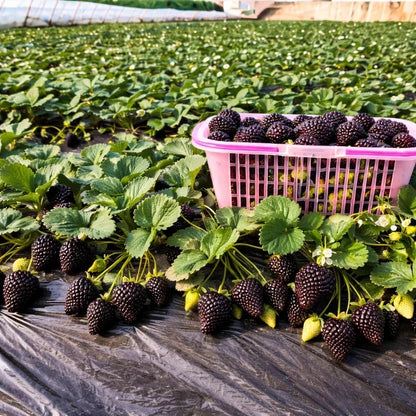 GardenCore – Rare Black Strawberry Seeds