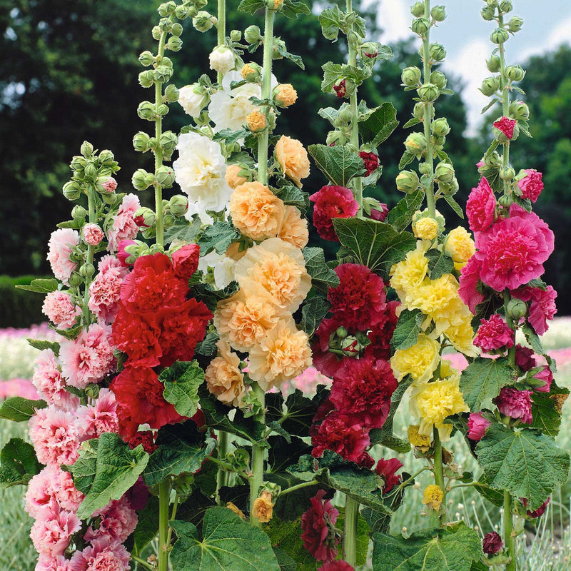 BloomMajesty – Premium Double Hollyhock Seeds
