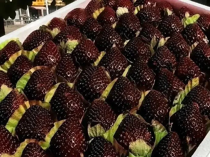 ShadowBerry - Exotic Black Strawberry Seeds