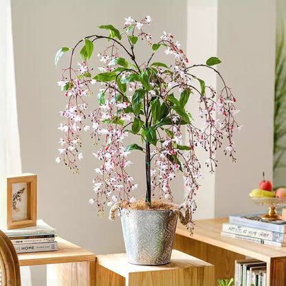 WinterBloom – Winter-Friendly Hanging Jasmine Plant