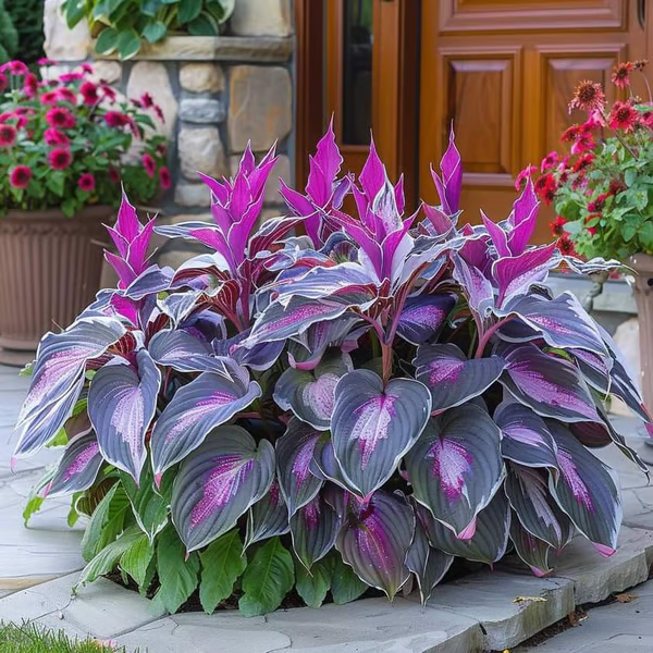 Leafora – Premium Hosta Seeds for Shaded Spaces