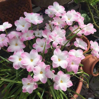 PetalBurst - Fast Bloom Flower Bulbs