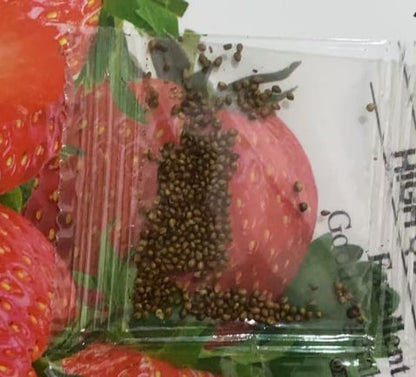 HarvestBerry – Garden Strawberry Seeds