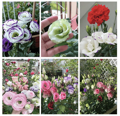 GardenMuse – Elegant Multi-Color Flower Seeds