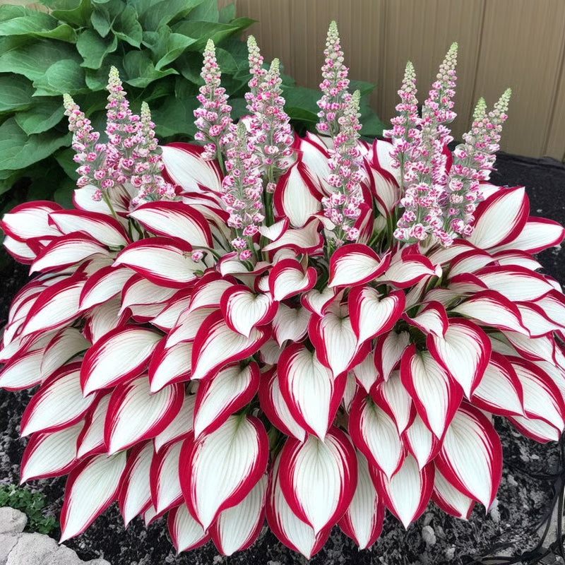 GardenÉlan – Rare Hosta Seeds for Home Gardens (100 Seeds)