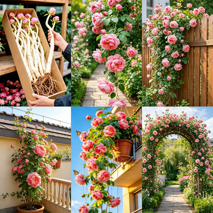 RoseCascade – Premium Climbing Rose Bulbs