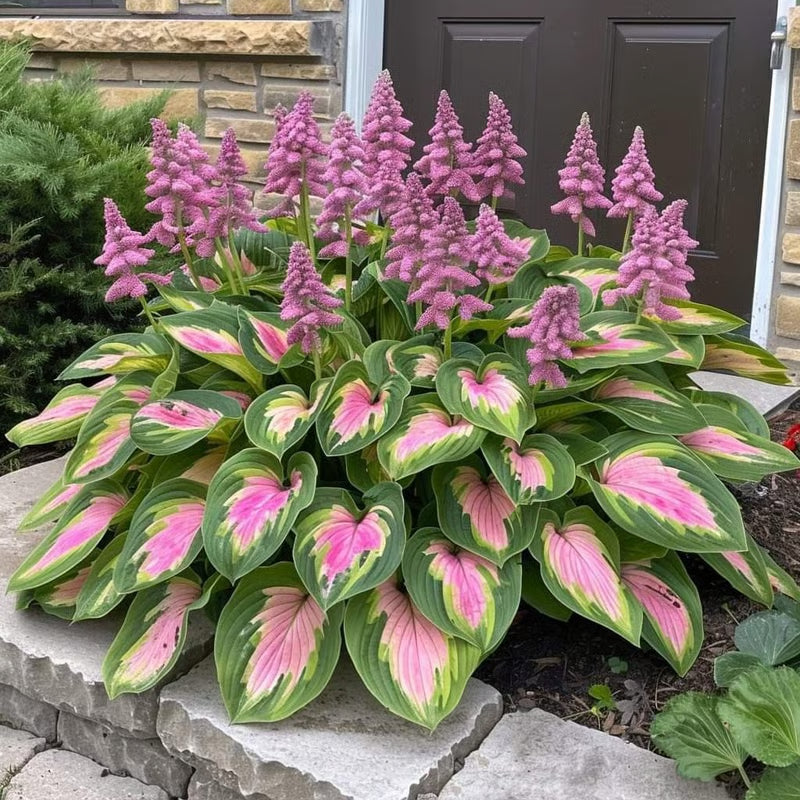 GardenÉlan – Rare Hosta Seeds for Home Gardens (100 Seeds)