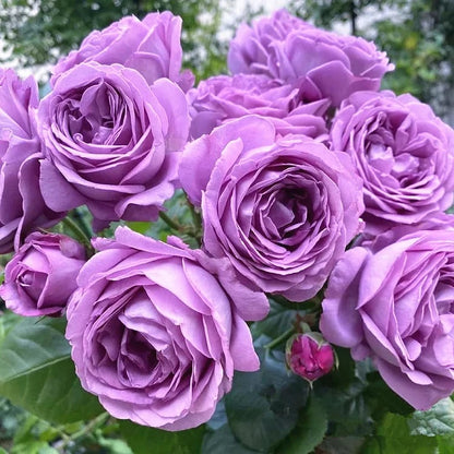 BloomVine – Beautiful Climbing Rose Seeds
