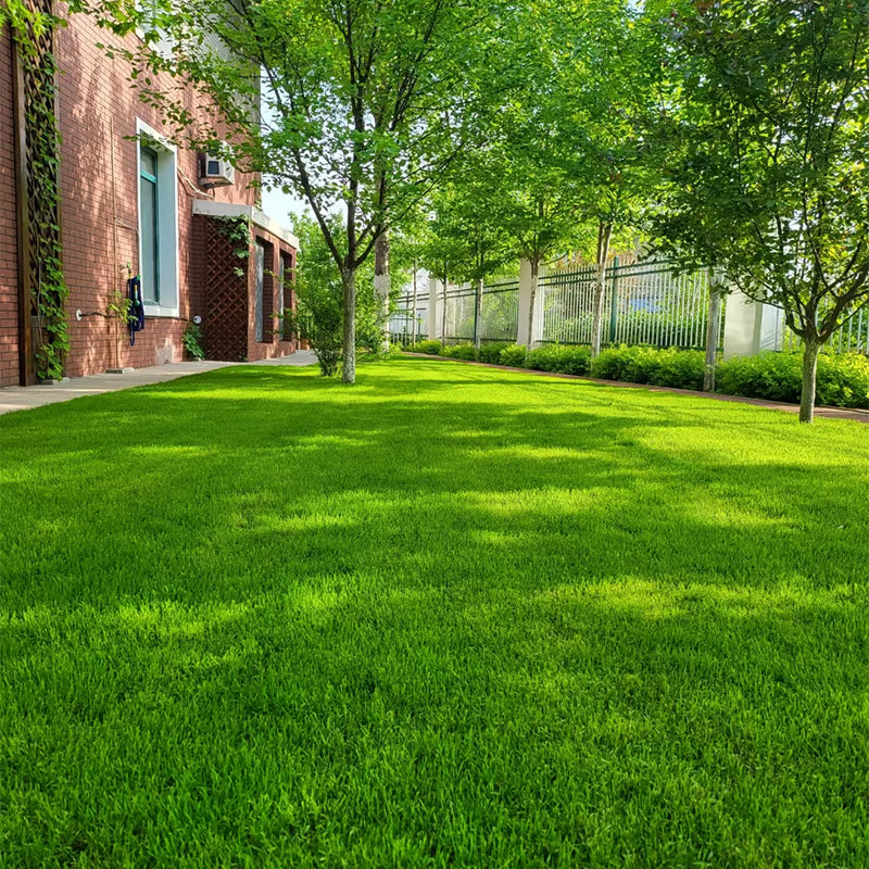 EverLawn – All-Season Green Grass Seed