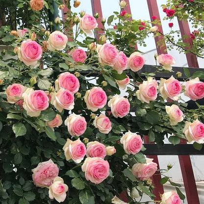 BloomVine – Beautiful Climbing Rose Seeds