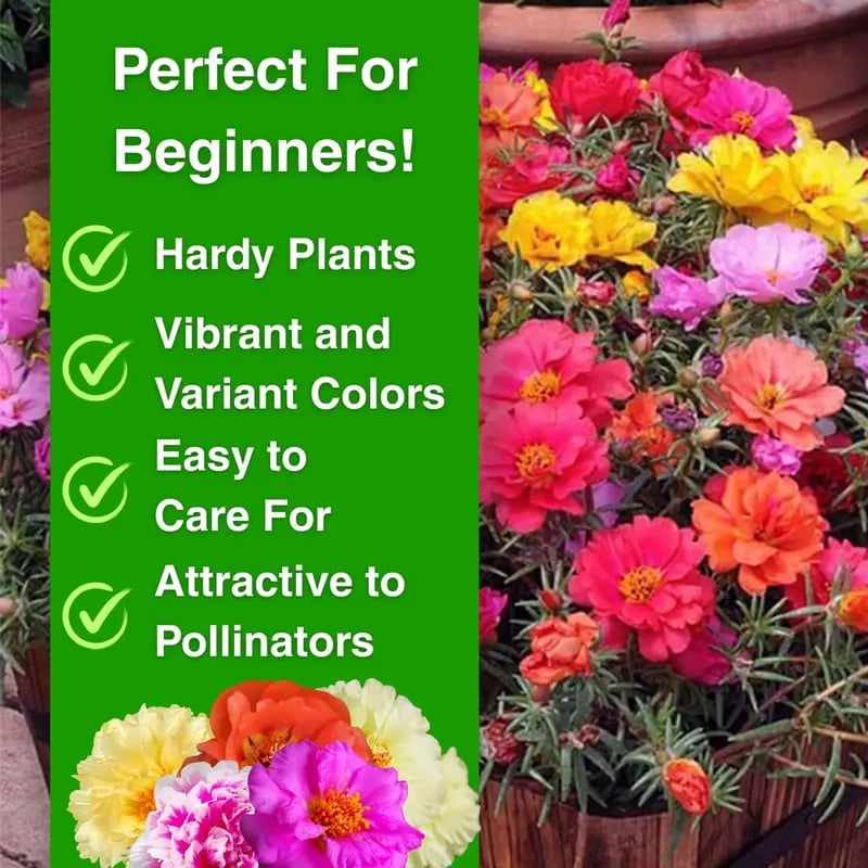 PetalNest – Easy-to-Grow Moss Rose Flower Seeds