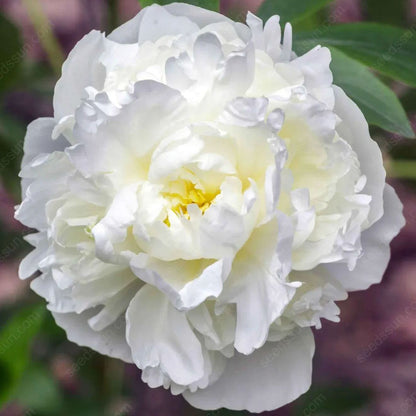 🌸 Rare Climbing Peony Bulbs🪴Big Full Blooms, Cold Hardy Perennial, Easy to Grow Garden Favorite